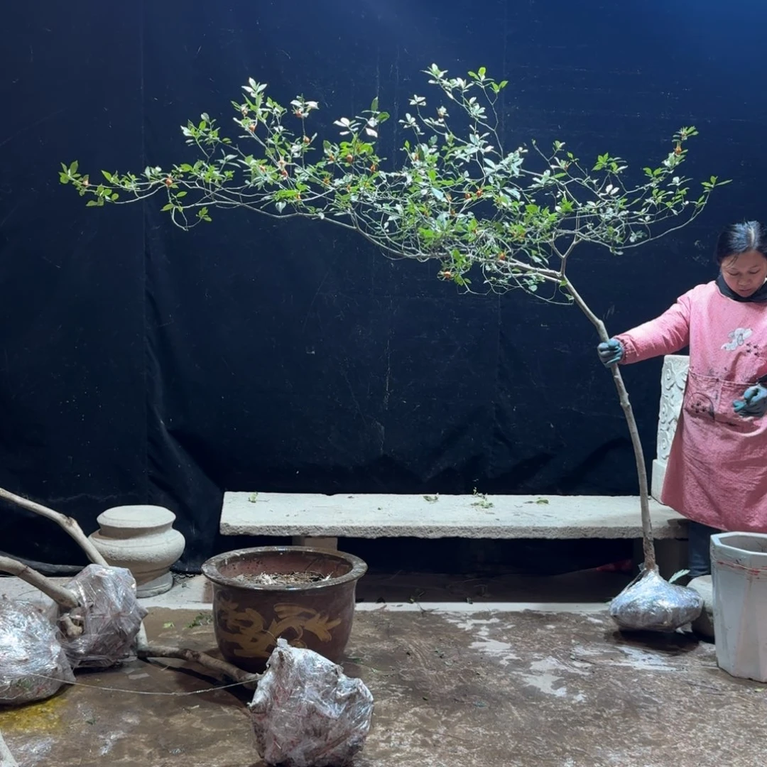 老***K完全开放栀子花生桩一物一拍