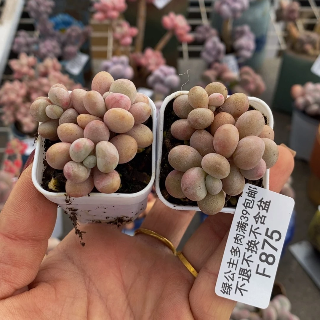腰子桃蛋875/4c m