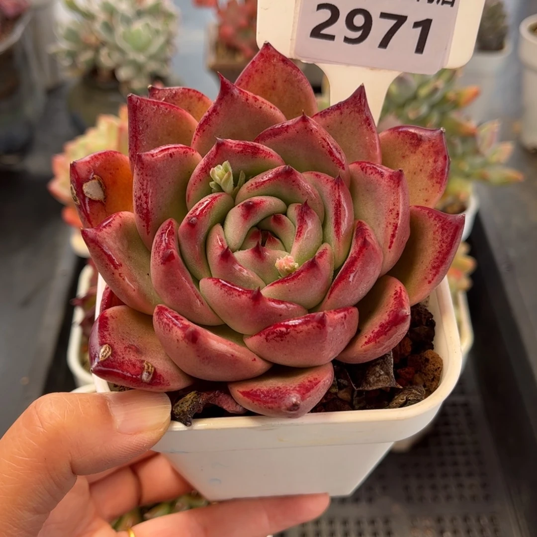 2971 满30包邮天冷地区必拍保温箱