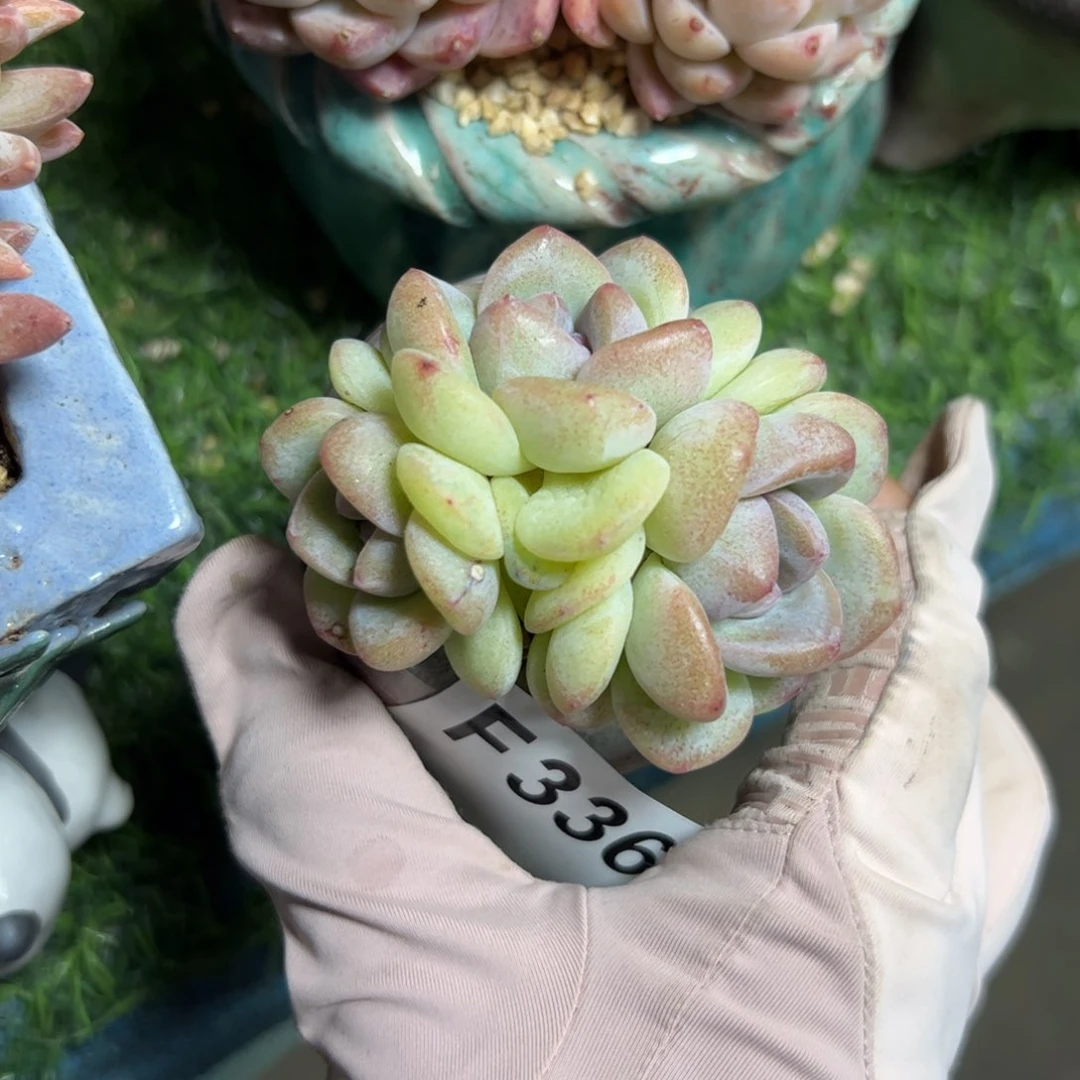 友****子336 多肉植物组合盆栽