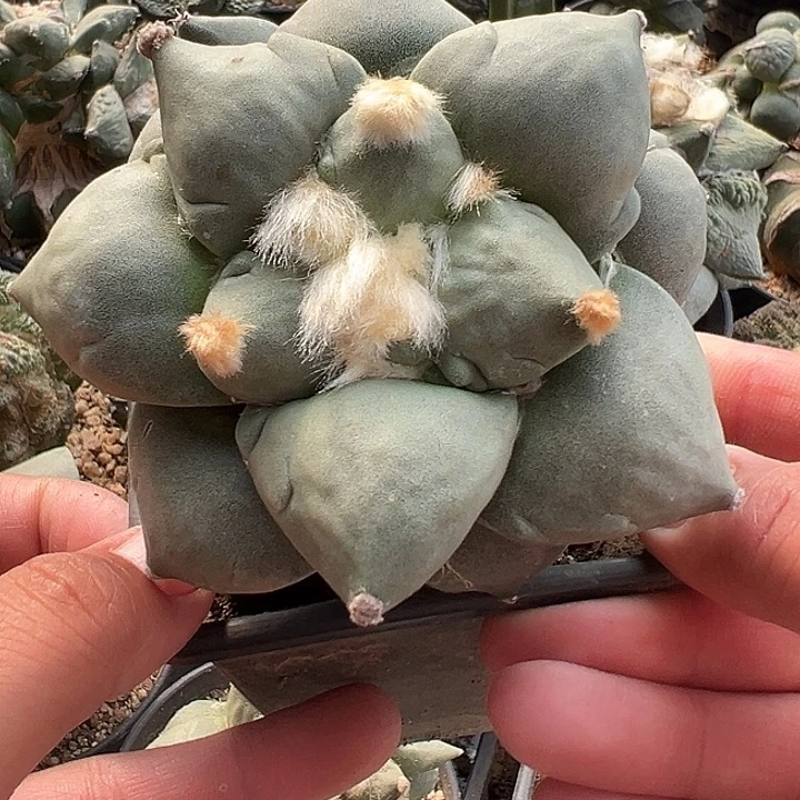 苗接青瓷牡丹，尺寸9厘米