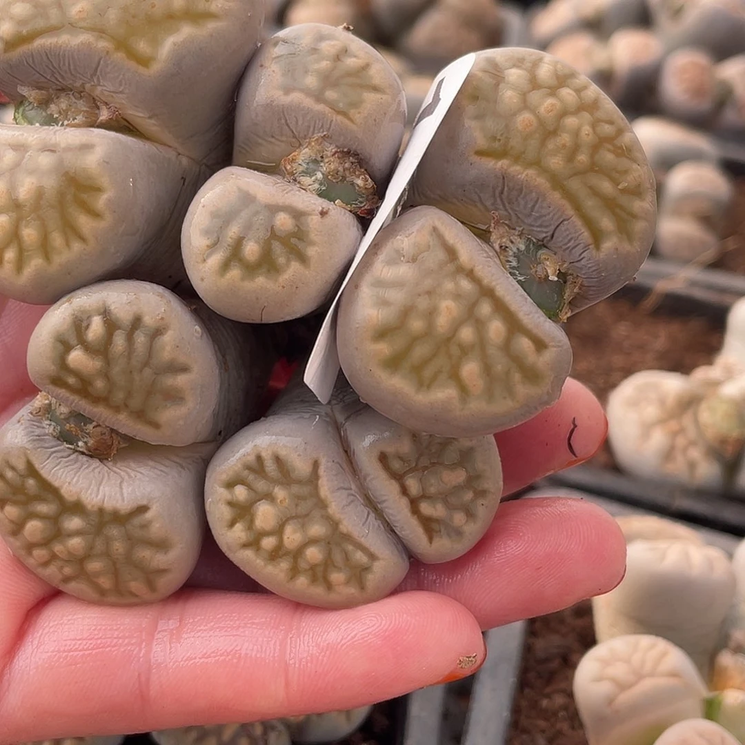 生石花一颗14800