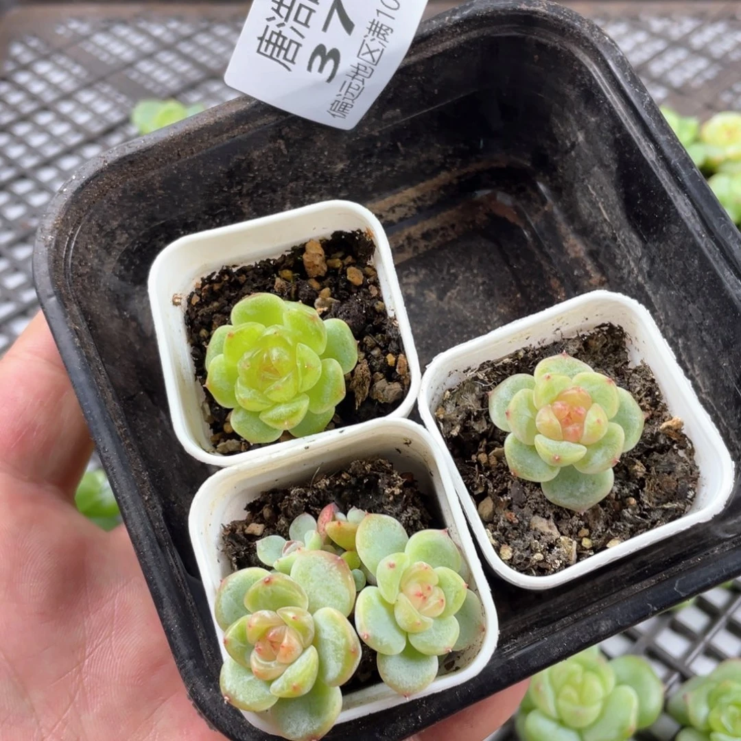 芬***h甜心混一物一拍375