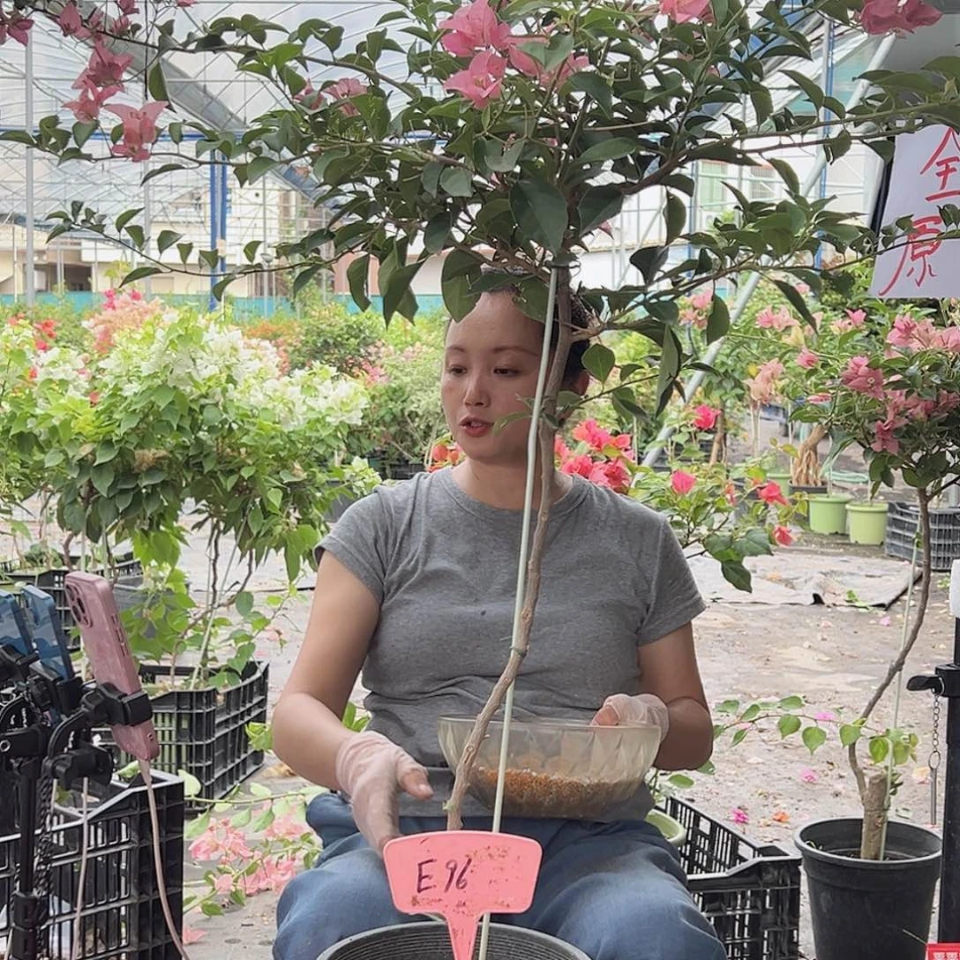 ʕ***我大部分开放少量花苞E96卡雅塔