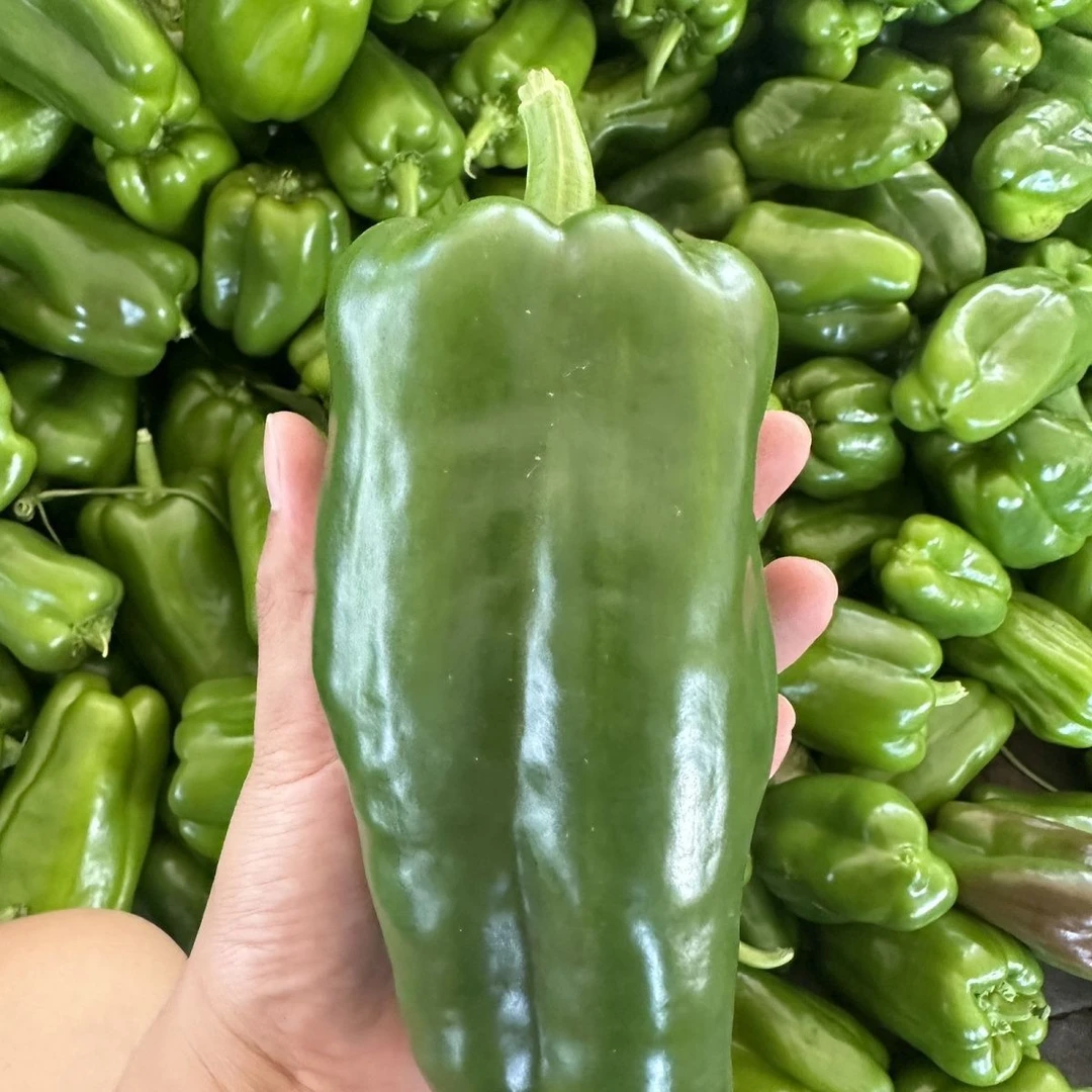 太空椒菜椒现摘现发太空椒新鲜青椒生吃圆椒甜椒太空椒产地直发