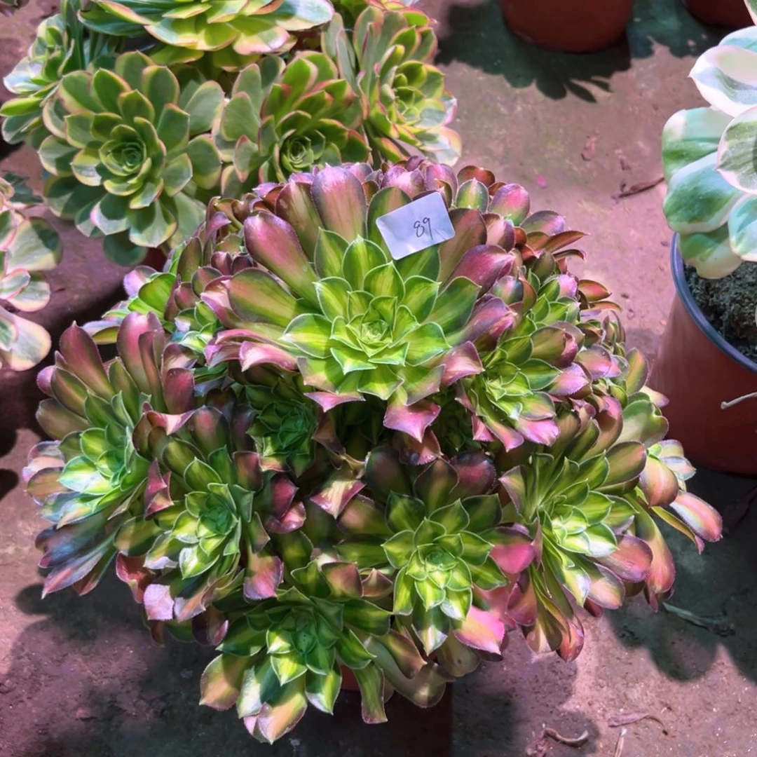 多肉植物韶华089