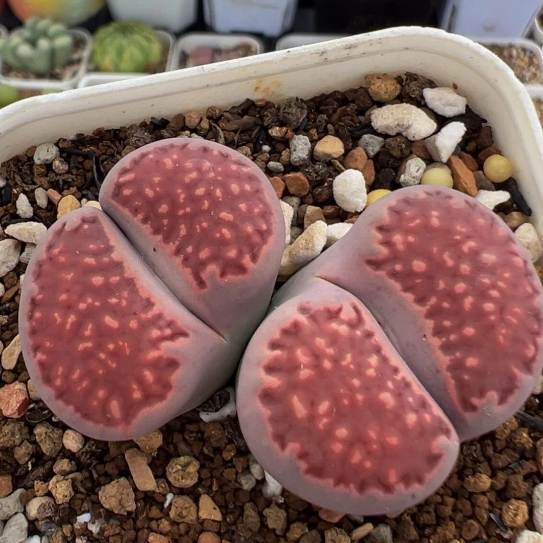 150多肉植物百科植物