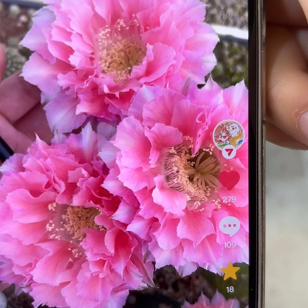 彩草青青51号侧牙3.5-4公分左右