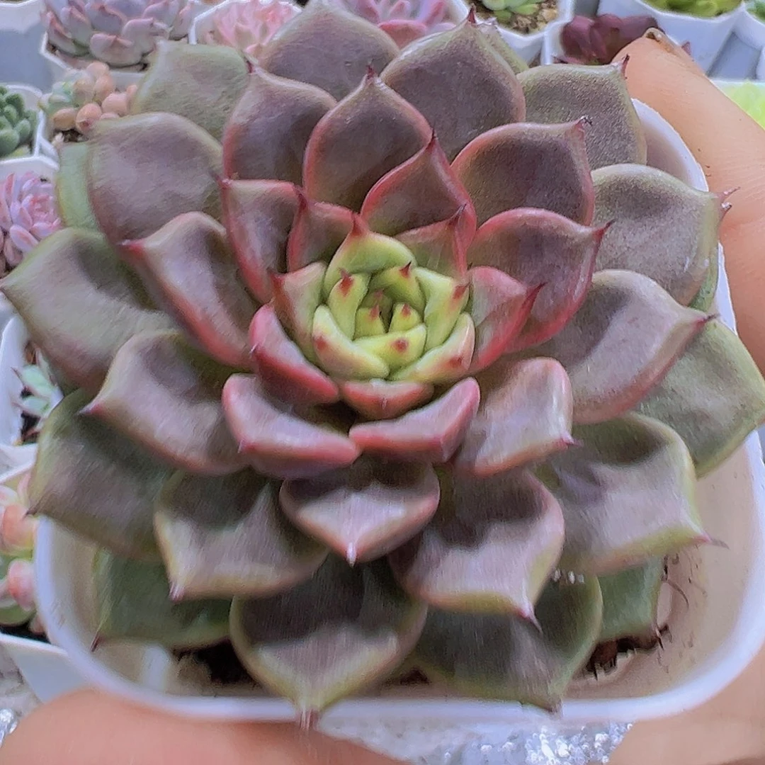 神笛9.9包邮多肉植物