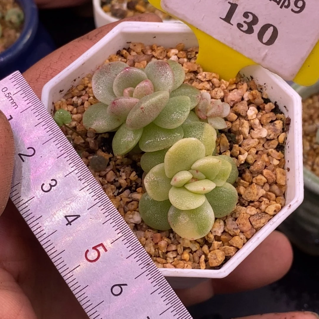 9130冰玉石化花脸锦双……