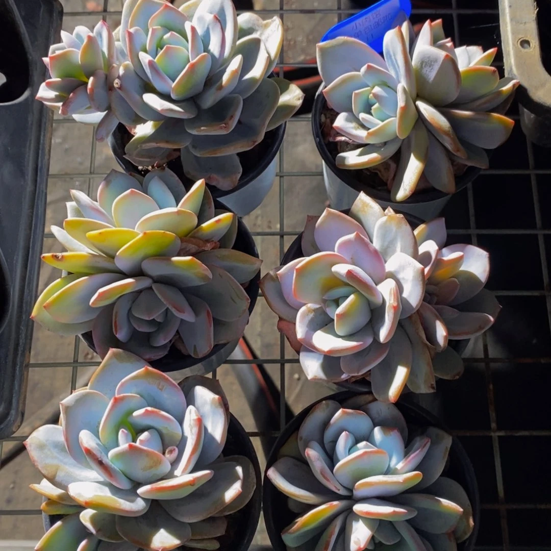 11-超大母本双头奶茶一个