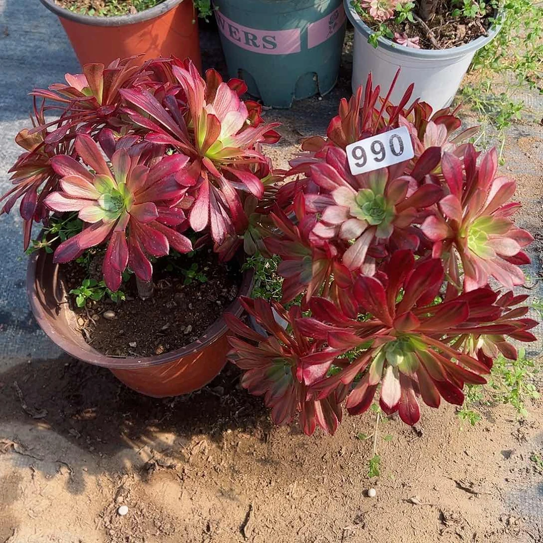 紫砂茶宠祝融不包损2个990