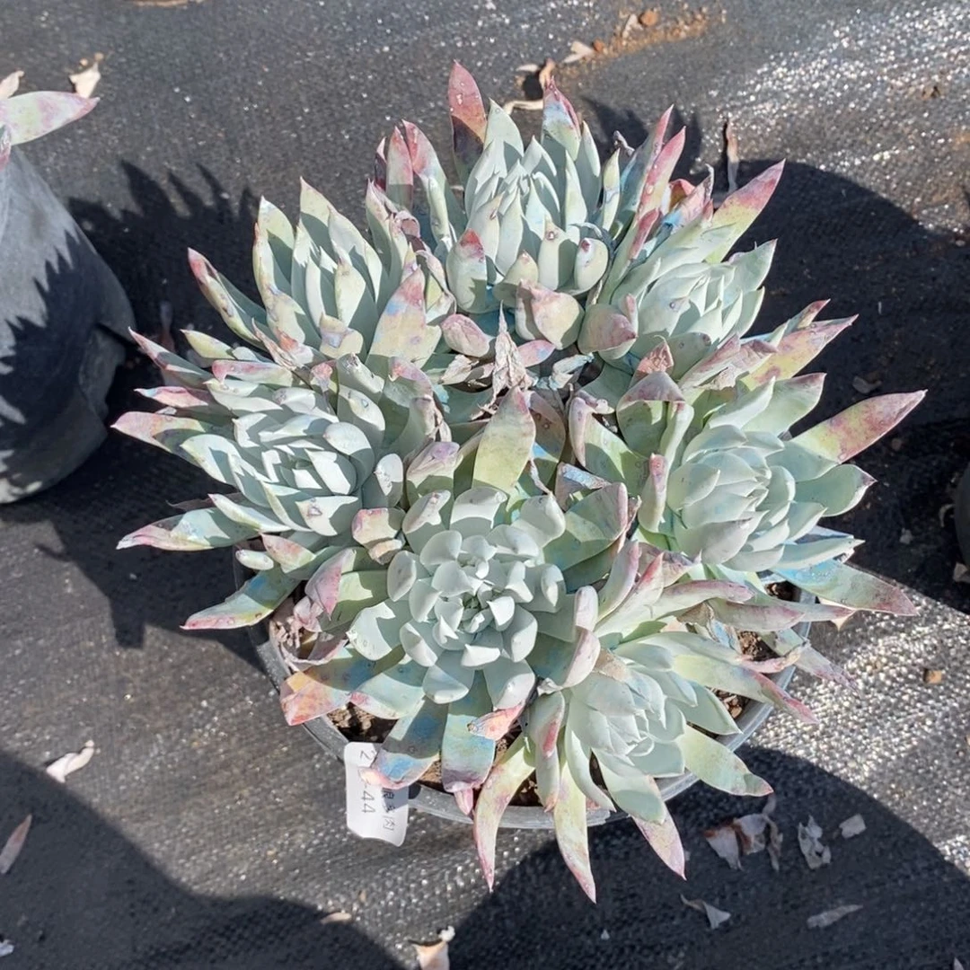 冬**芳44号苹果叶大群漂亮