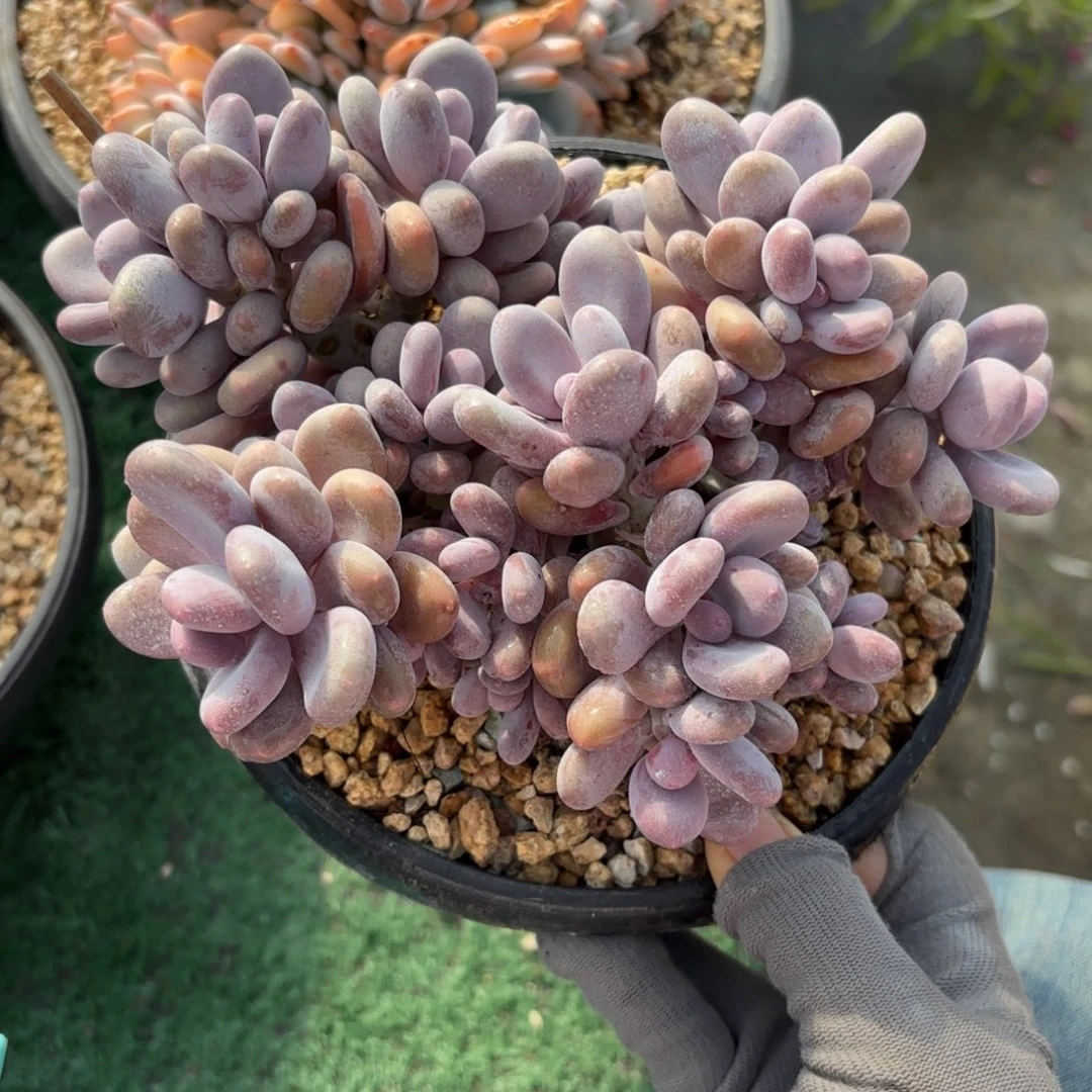 蛋黄奶888888888888多肉