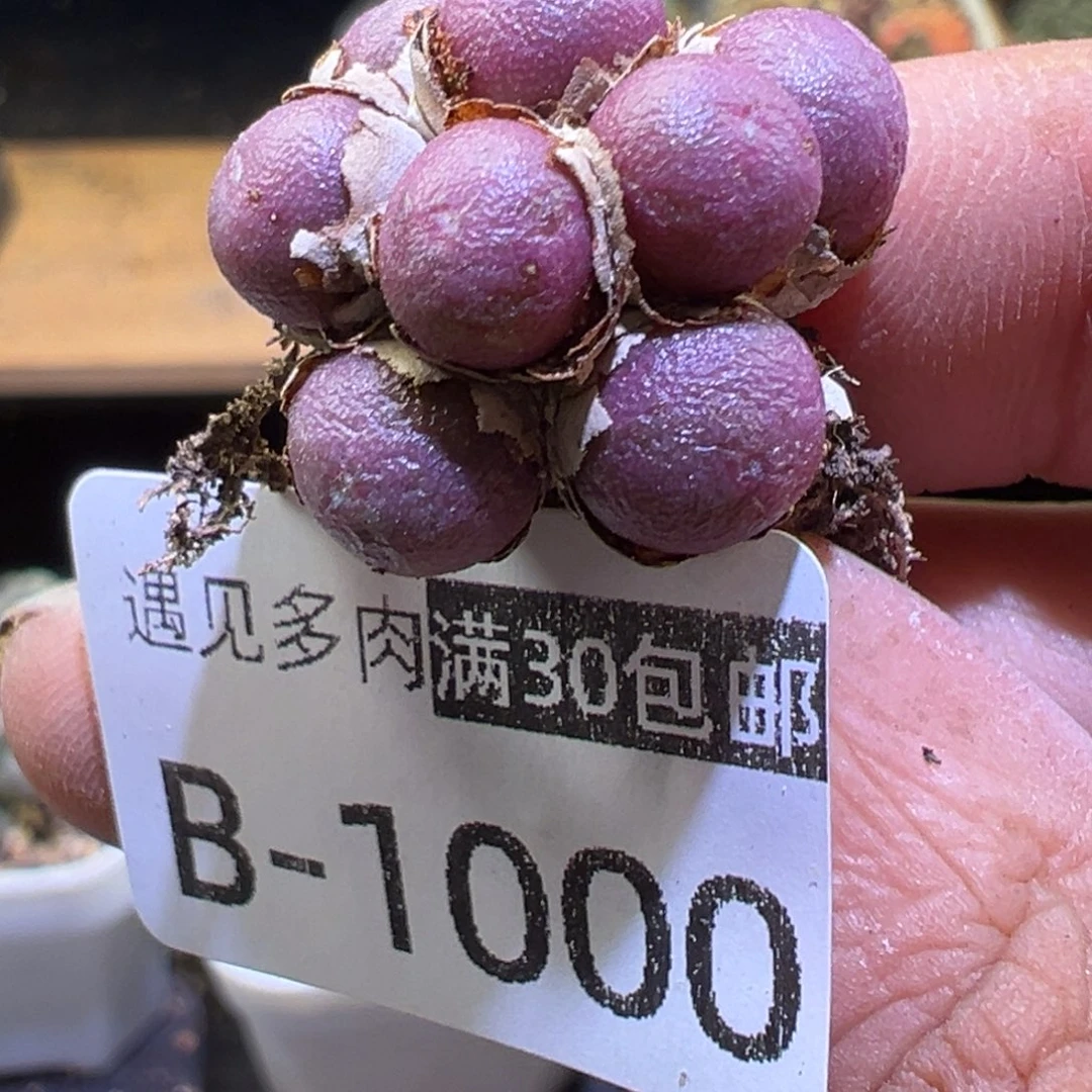 多肉植物11111111111