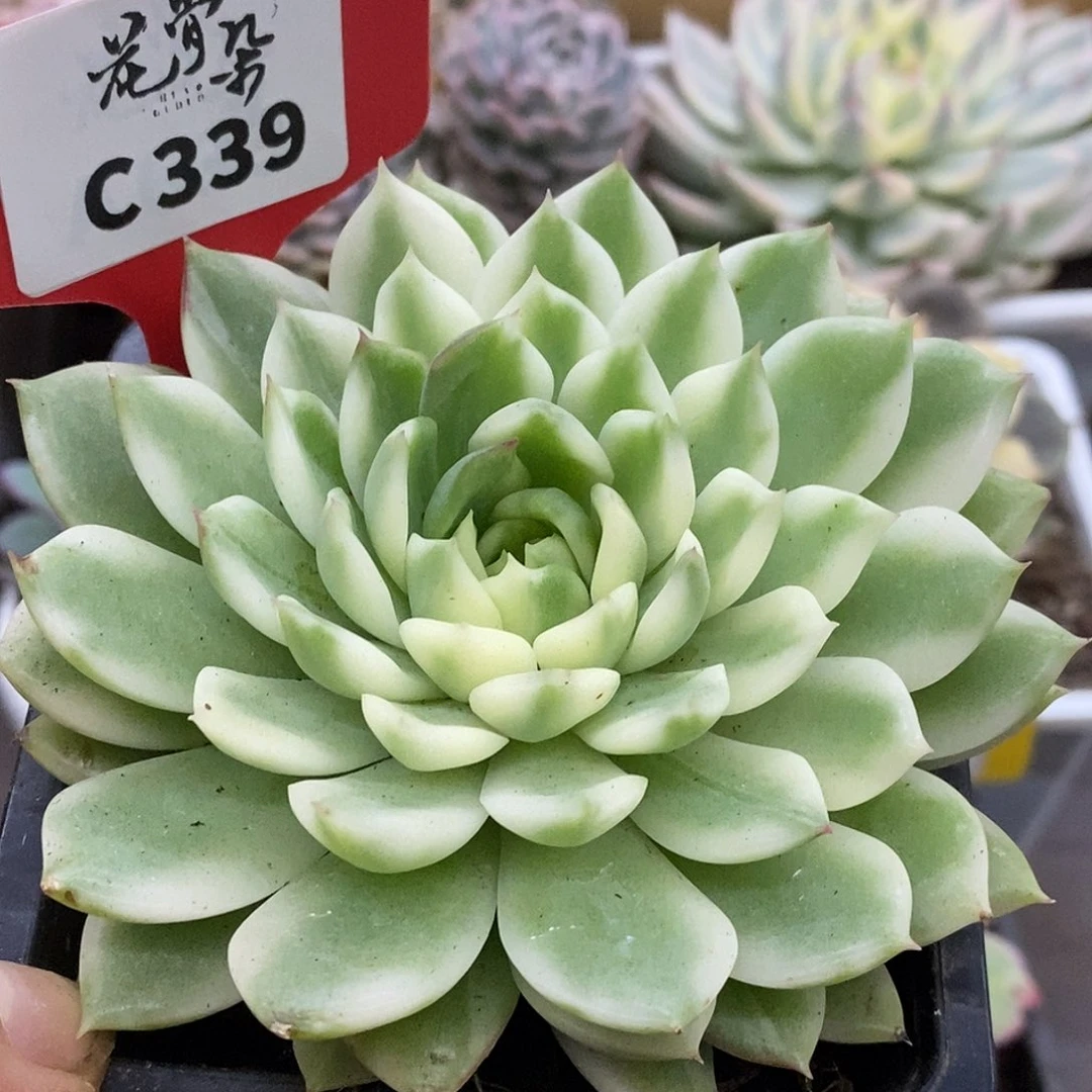 339长岛冰茶哈哈哈哈