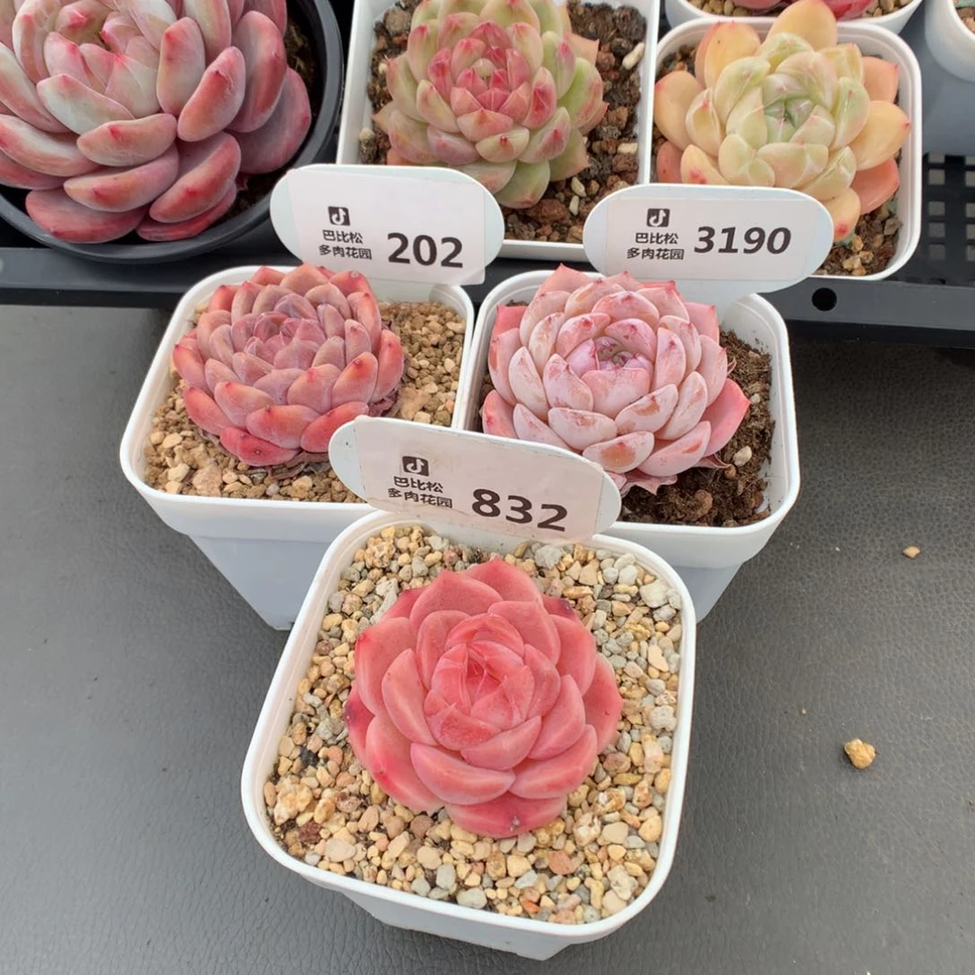 月*夕3190-202-832 三个糖心