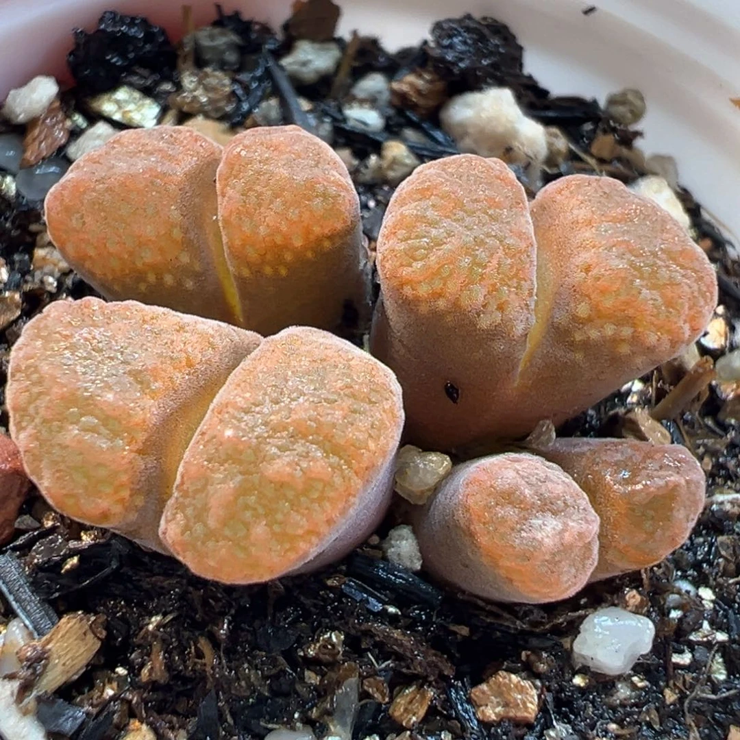 536多肉植物种类多样