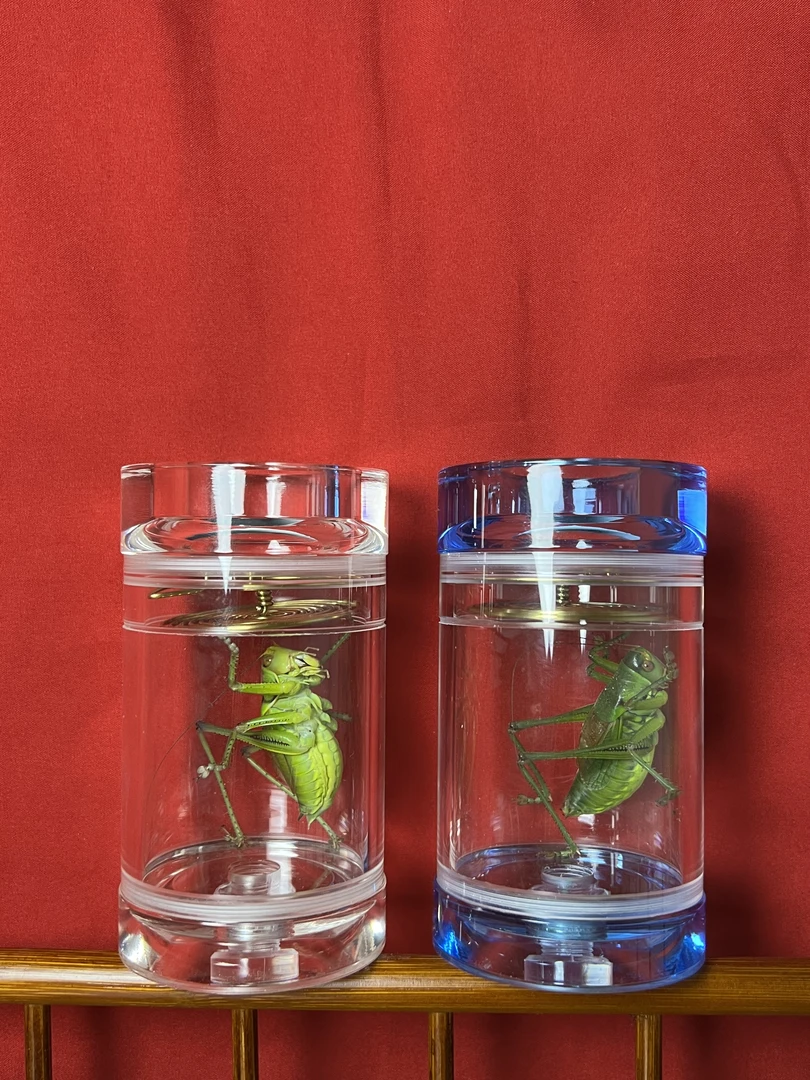 水晶罐加绿蝈蝈精美款式（顺丰包邮  偏远地区不包邮）