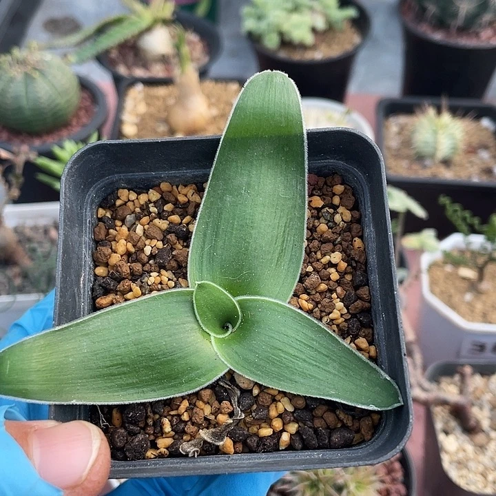551产地毛边春慵花