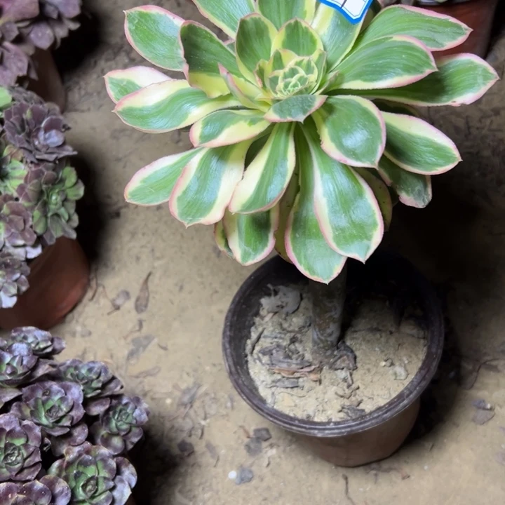 多肉植物艳姿法师14