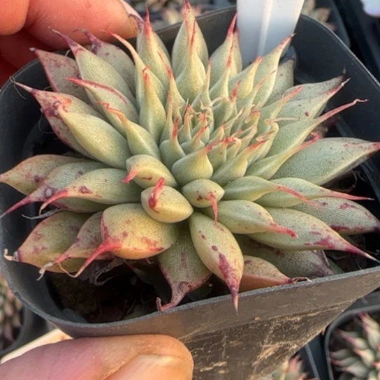 195银星多肉植物的