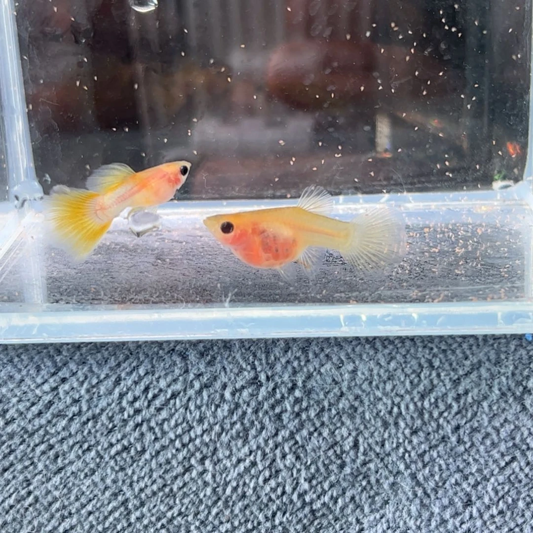 孔雀鱼幻彩粉猫1111111