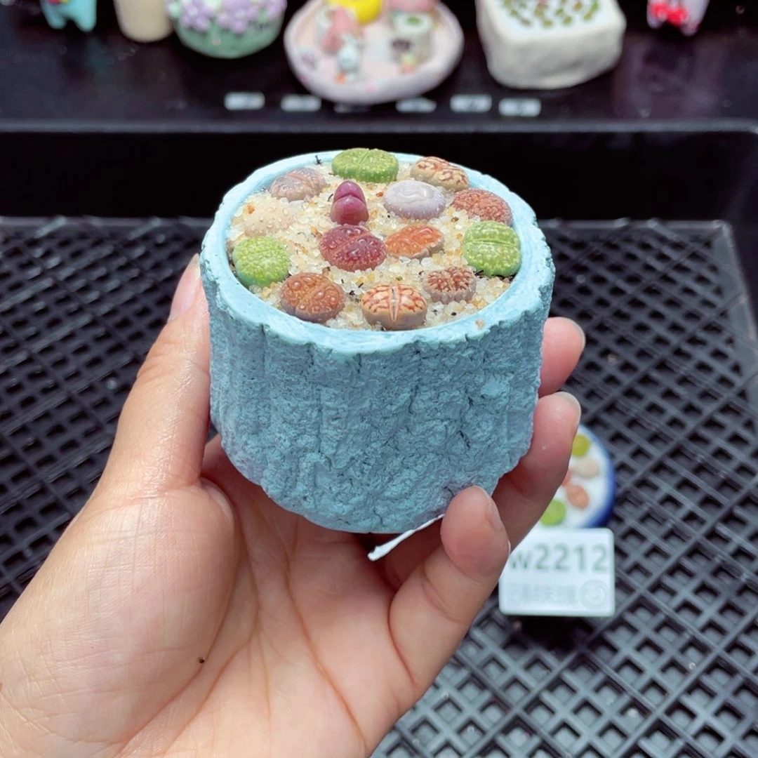 w2213 带盆土发货一物一拍