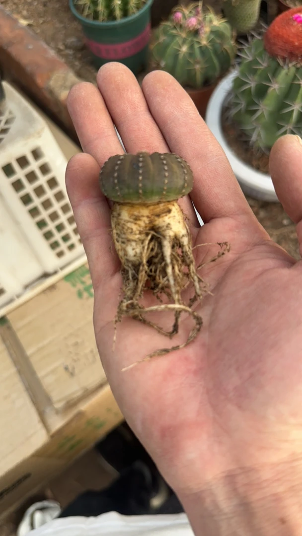 仙人球直播综合大型士童