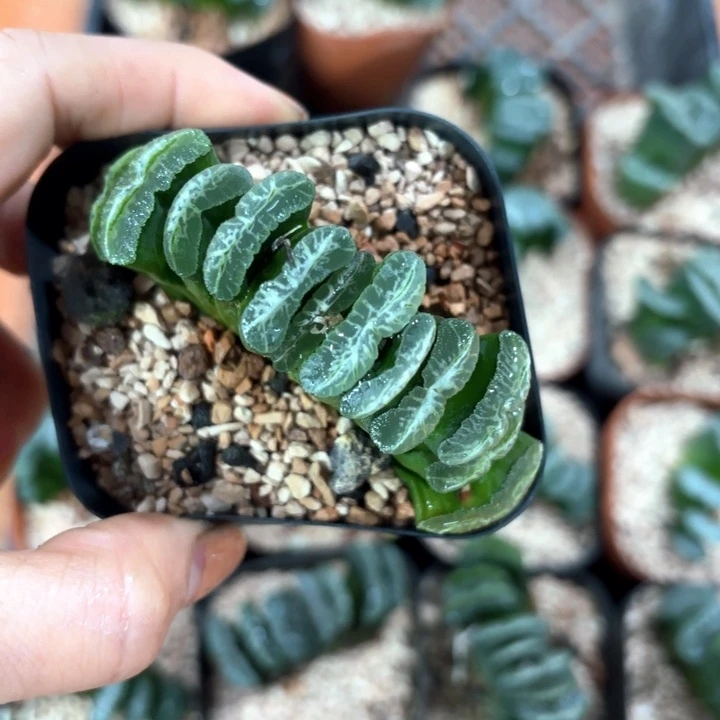 玉扇多肉植物哈哈