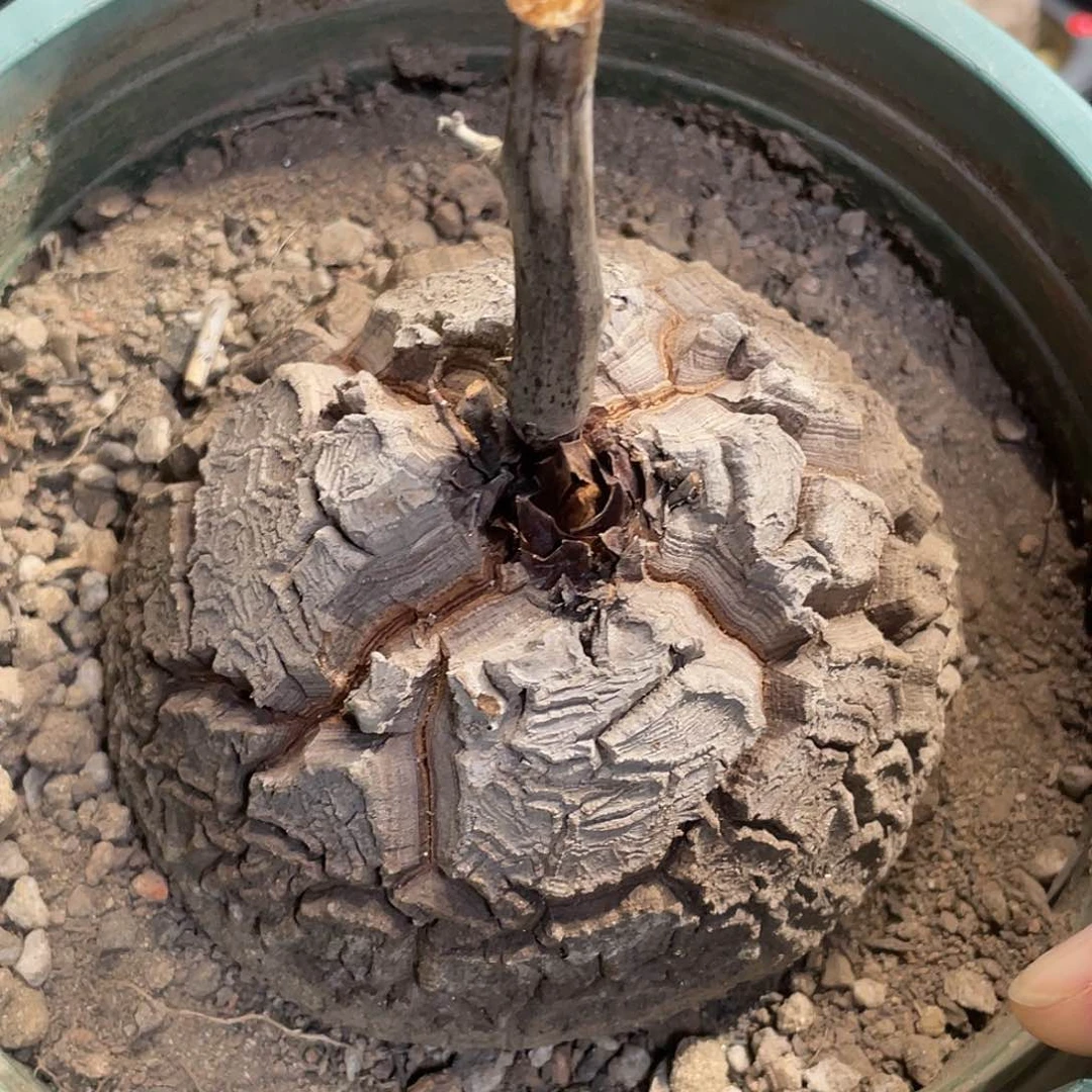 龟甲龙9.7公分包邮