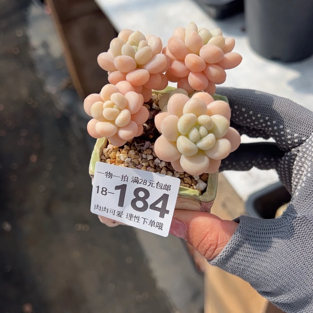 ?****?洛可可多肉多肉多肉多肉