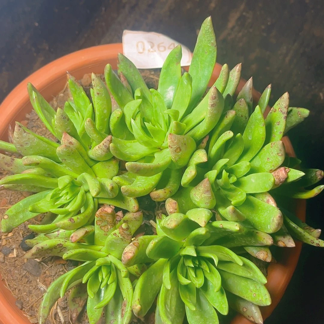 绿体苹果叶大群特价不售后