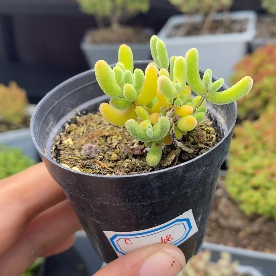 c108号实生钻石枝干