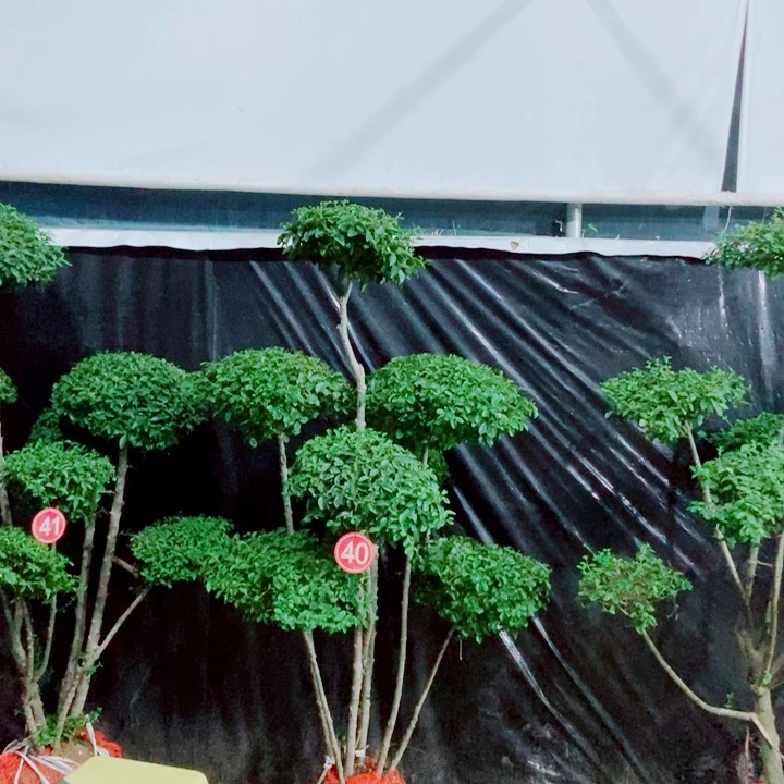 无花朵一物一拍一物一拍