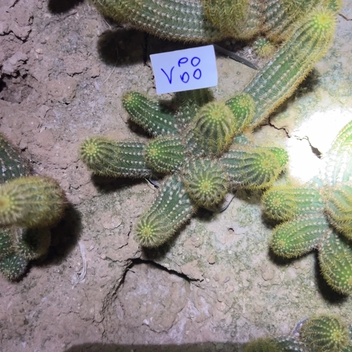 用***英V88金妞紫水晶一颗25