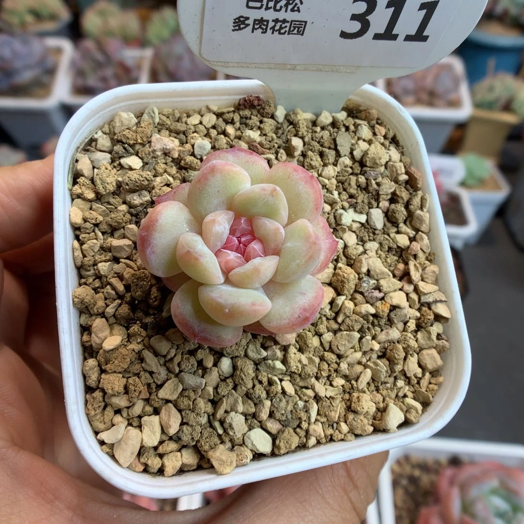 311糖心多肉植物一物一拍
