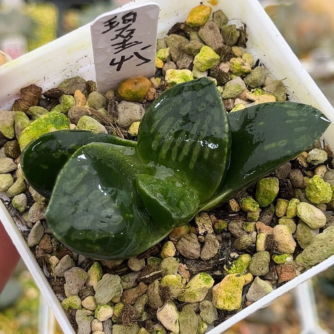 碧玉一物一图1111