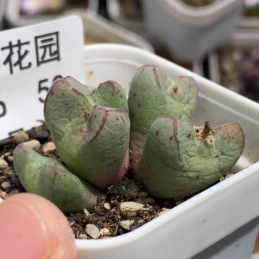 1006-50-元宝福利。