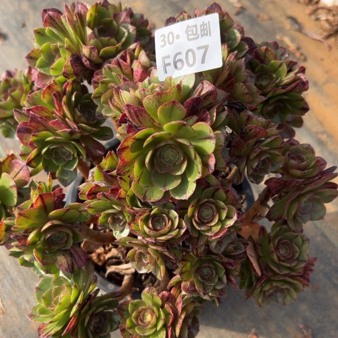 607万拉丝多肉法师