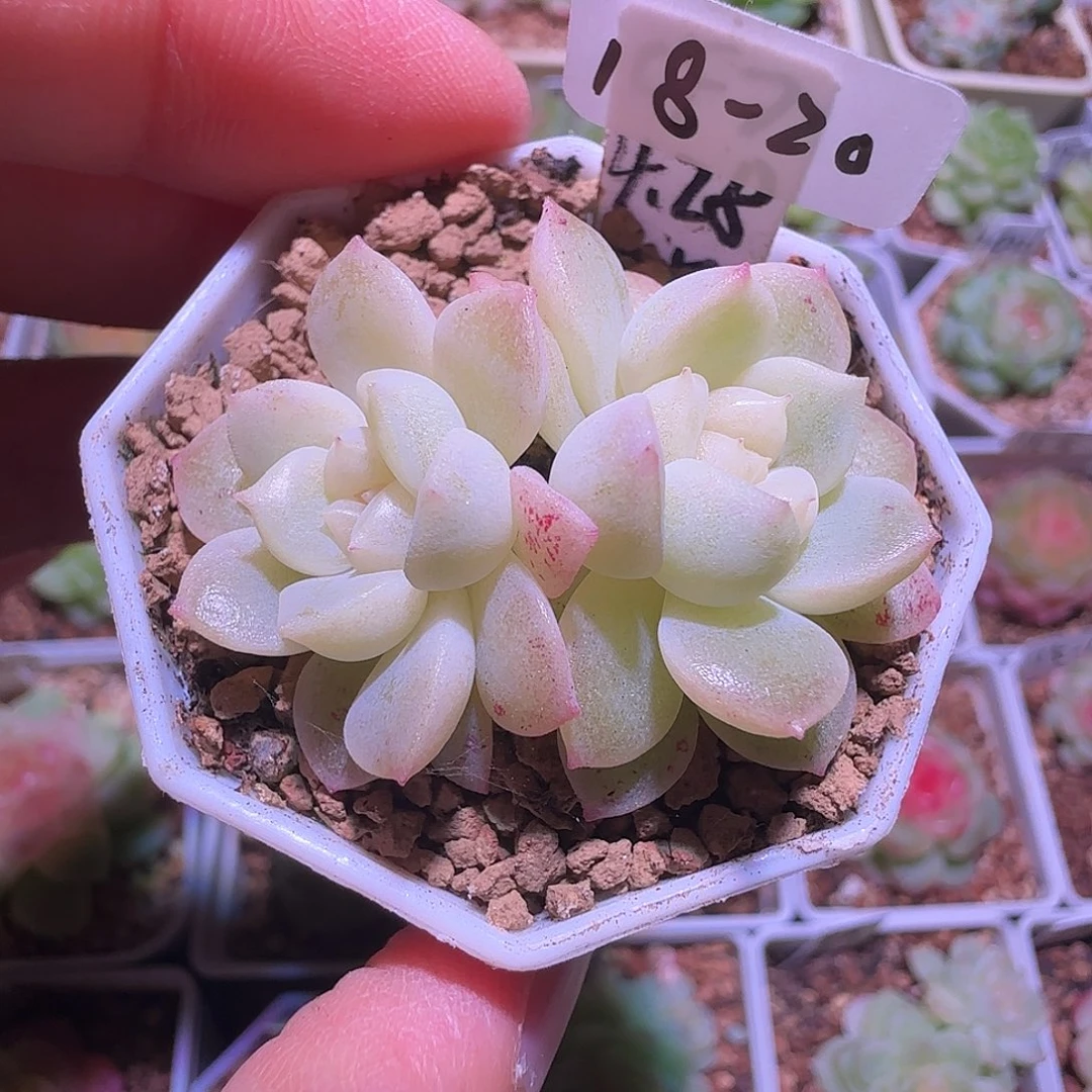 18-20福利财富密码CF7双头