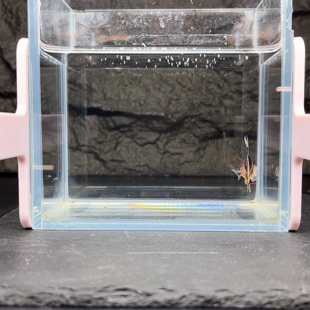 海水鱼宙斯斗鱼竞拍11-17