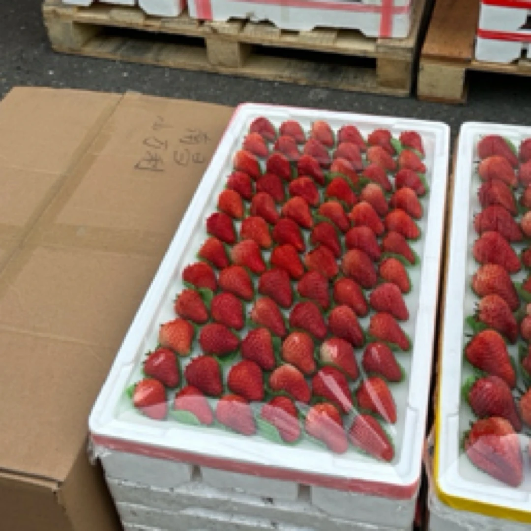 丹东草莓中果 2000克 甜美多汁