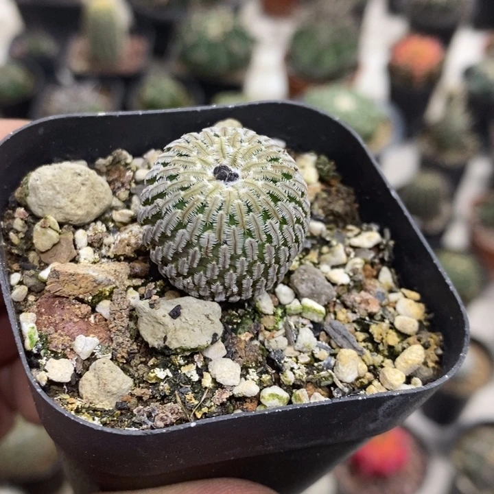 实生精巧殿特价福利