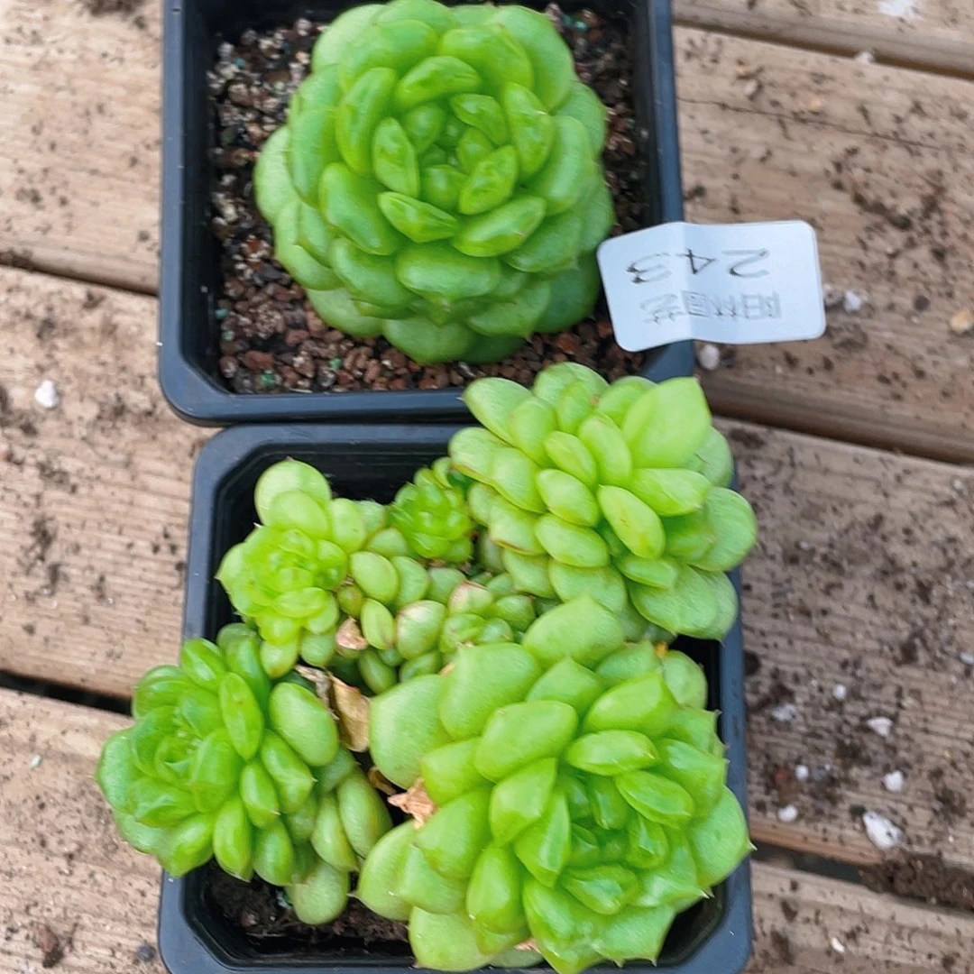 4***6多肉植物多肉植物243