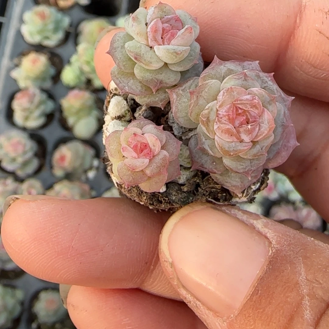 多肉小卡拉米糖心一物一拍