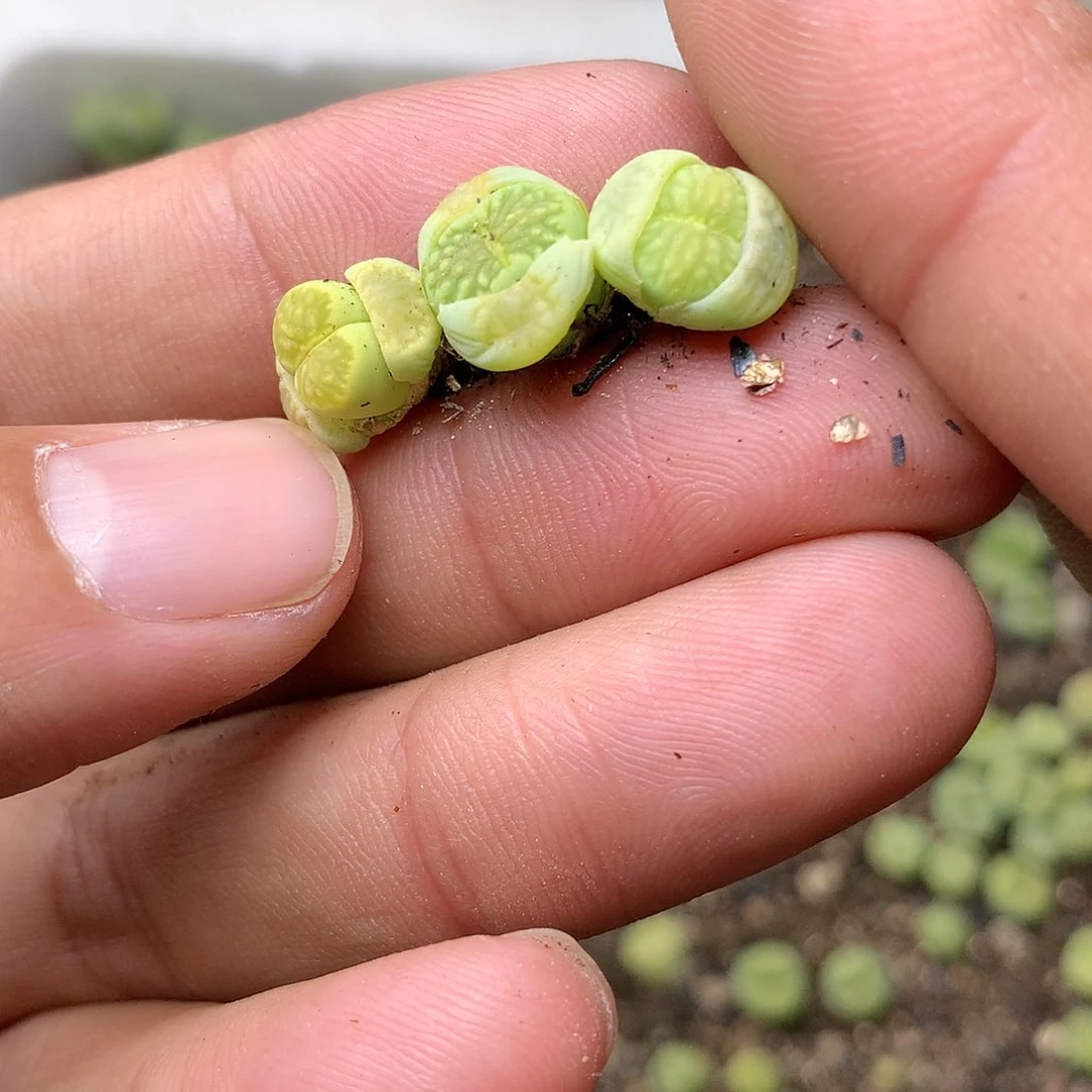 金***?B20多肉植物保护研究所