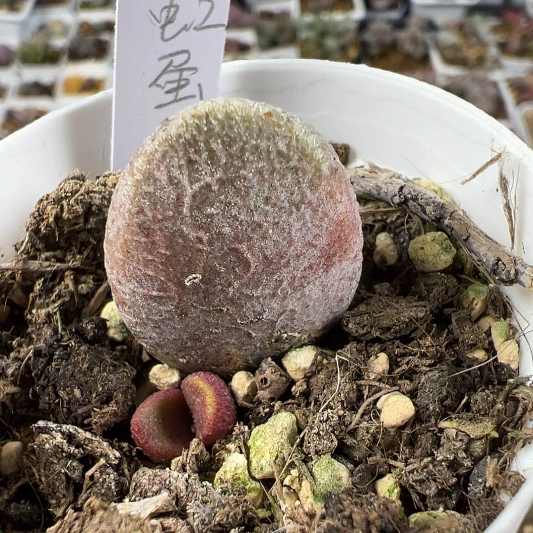 彩虹蛋大喵多肉植物水泡