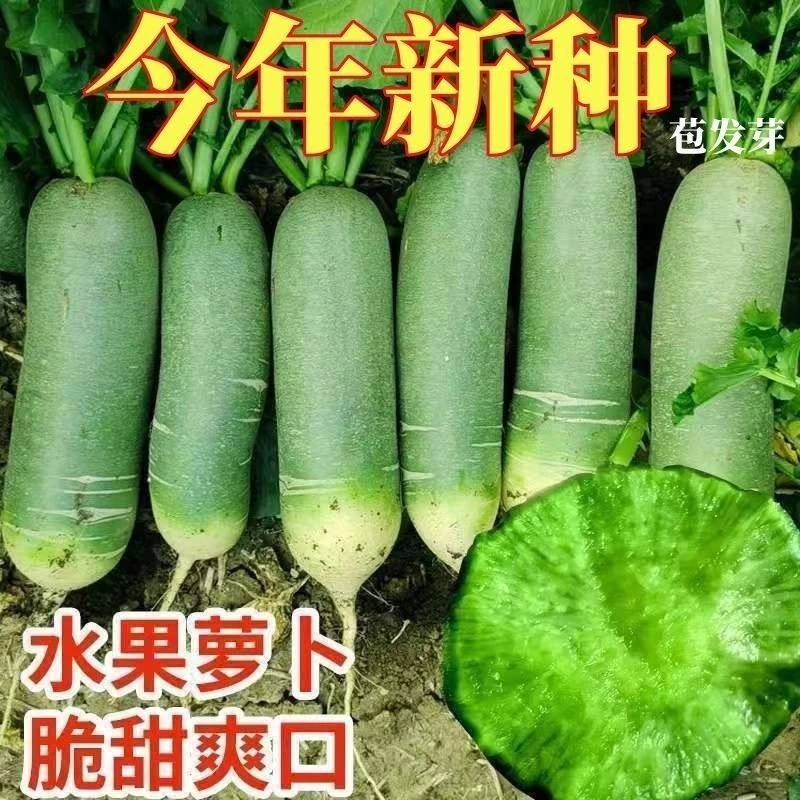 冰糖脆水果萝卜种子甜脆沙窝青皮萝卜籽可生吃四季萝卜种子G