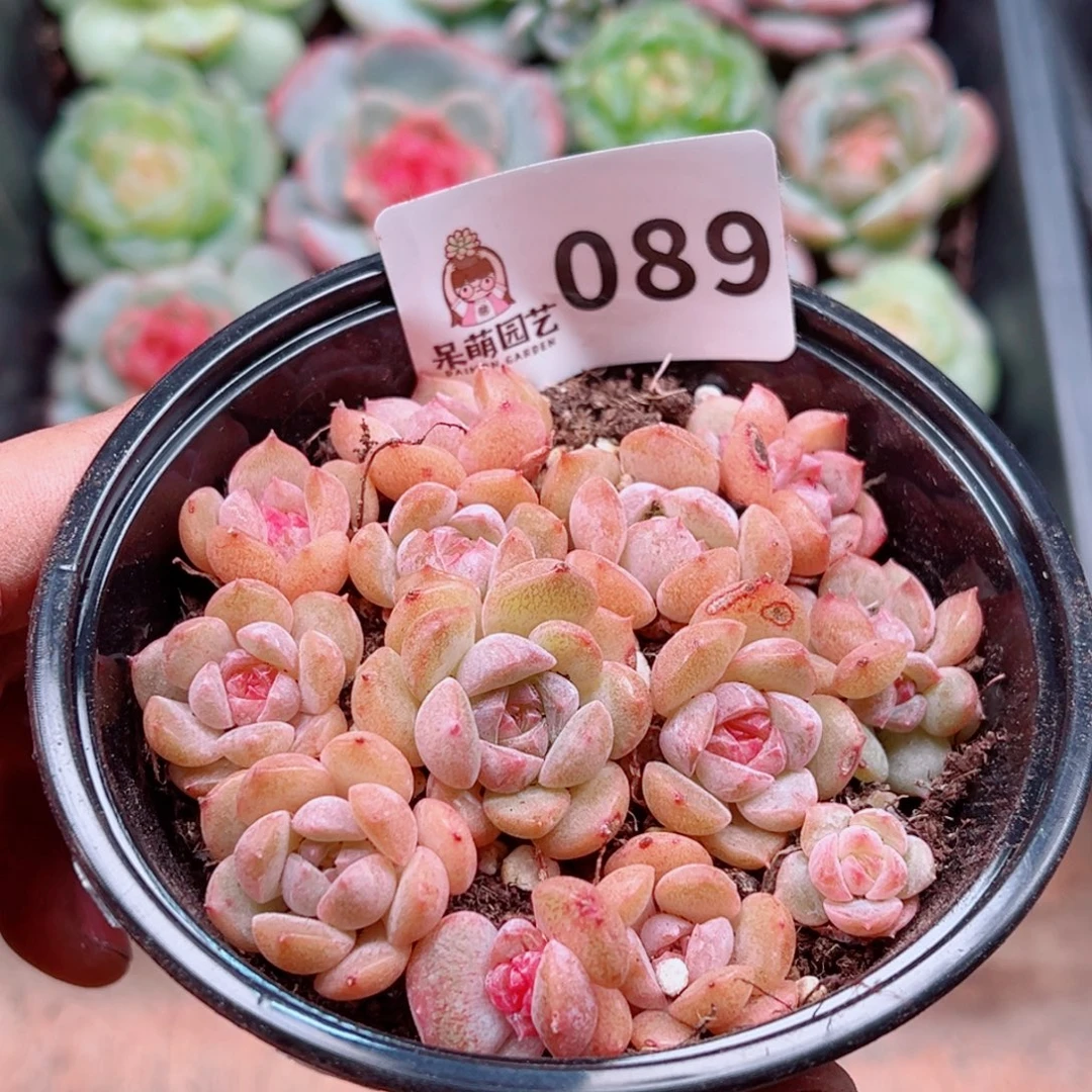 多肉植物多肉植物